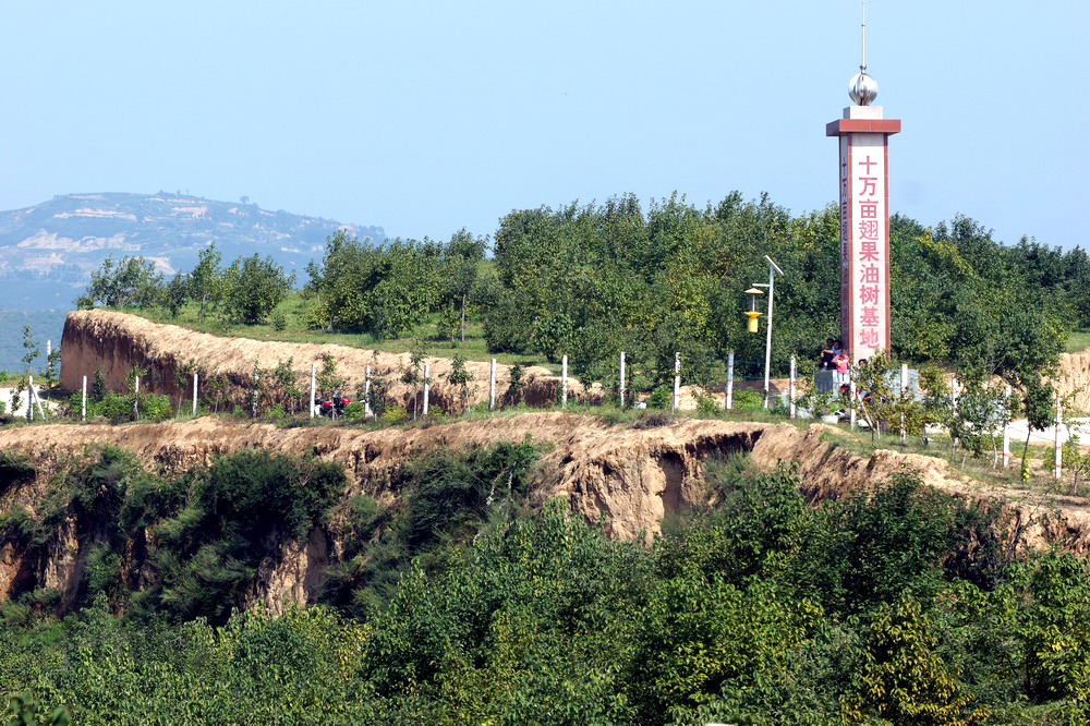 翅果油樹(shù)基地.jpg 翅果油樹(shù)基地.jpg